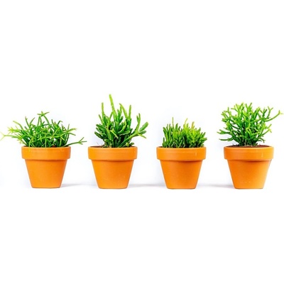 Gardners Rhipsalis mix, průměr 6 cm Rhipsalis, věšák
