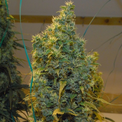 Mr. Nice NL5 x Haze regular semienka neobsahujú THC 15 ks