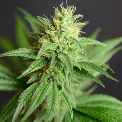 House Of The Great Gardener CBD Jean Guy semienka neobsahujú THC 6 ks
