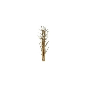 Fenykl - sušené větve zlaté 160cm