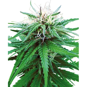 Sensi Seeds Ruderalis Indica regular semena neobsahují THC 10 ks