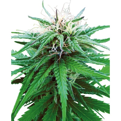 Sensi Seeds Ruderalis Indica regular semena neobsahují THC 10 ks
