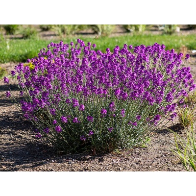 Erysimum Super Bowl Mauve