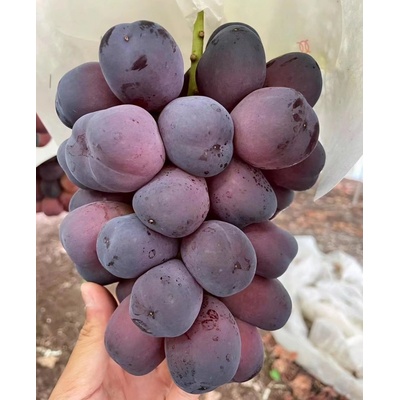 Vinič Black Shine Muscat Grape Japonská novinka