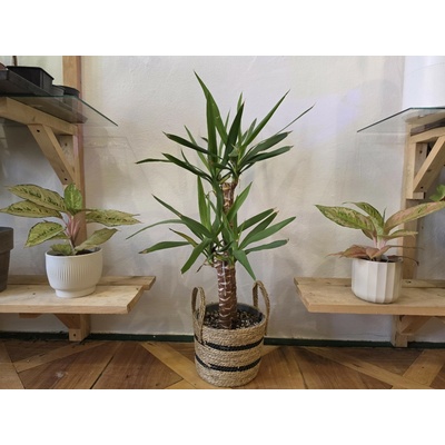Yucca