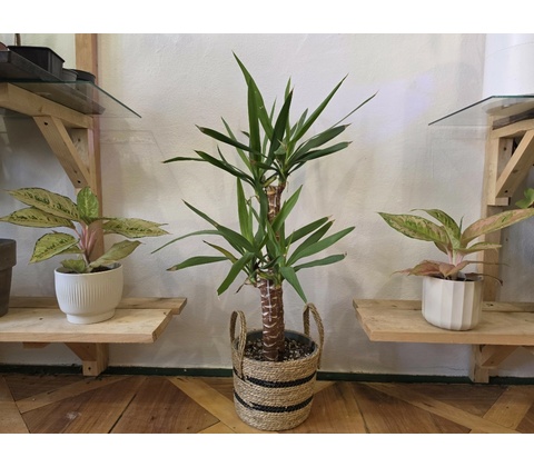 Yucca