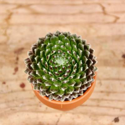 Sempervivum Cotton Candy - netřesk baby