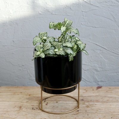 Fittonia White Tiger baby