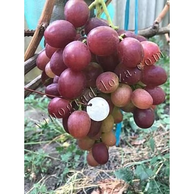 Vinič Liviya Ливия novinka stolová odroda premium rezistent