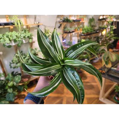 PlantBros flower Dracaena fragrans ‘Jade Jewel’