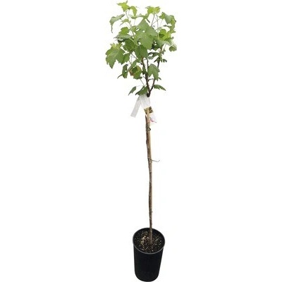 Ríbezľa čierna kmeň 60 cm v kvetináči