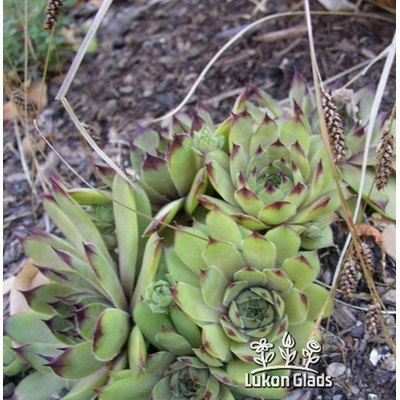Sempervivum regine amalinschotti - netřesk