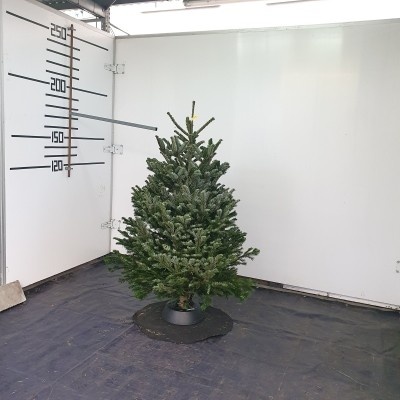 Živý vianočný stromček normandská jedľa 1.triedy zelený 150-175cm