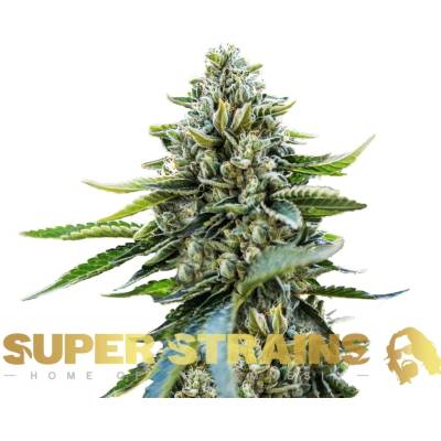 Super Strains Eden CBD semena neobsahují THC 3 ks