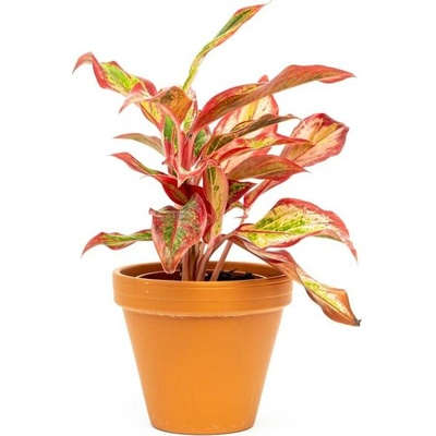 Gardners Aglaonema Crete Flame, průměr 12 cm Aglaonema, Spící panna
