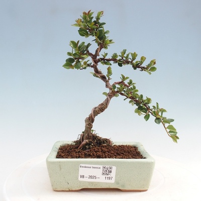 e-bonsai Venkovní bonsai-Cotoneaster horizontalis - Skalník