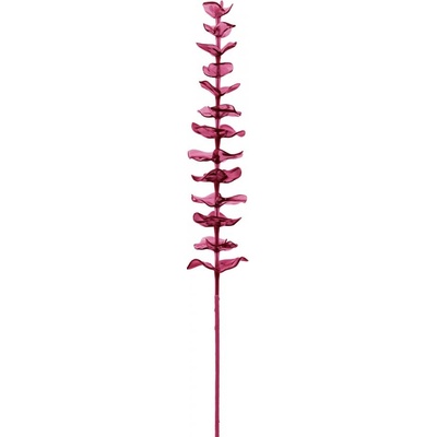 Eukalyptus červený - křišťálový, 81 cm, 12 ks