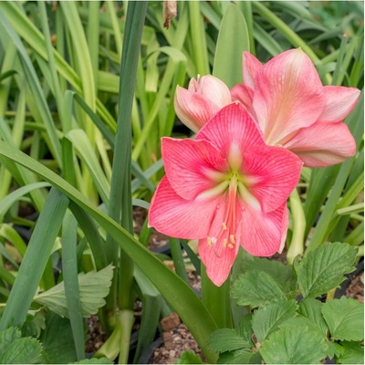 Hvězdník Susan Hippeastrum cibule hvězdníku 1 ks