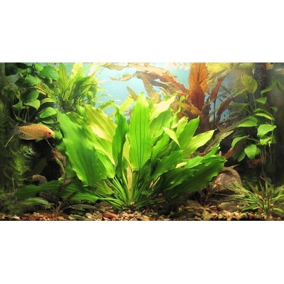 Echinodorus Tricolor