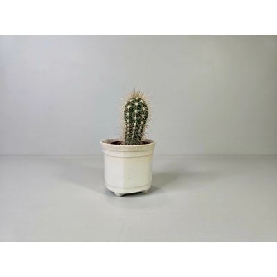 Echinopsis