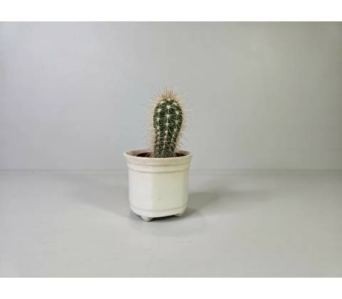 Echinopsis
