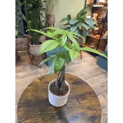 Pachira Aquatica, strom štěstí – Zbozi.Blesk.cz