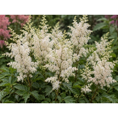 Astilba 'Brautschleier'