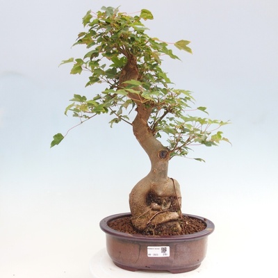 e-bonsai Venkovní bonsai - Acer Buergerianum - Javor Burgerův