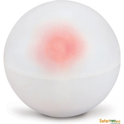 Safari Ltd. Energy ball