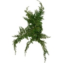 Juniperus
