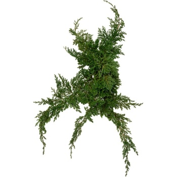 Juniperus