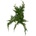 Juniperus