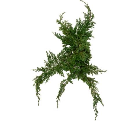 Juniperus