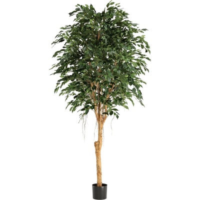 Umelá rastlina Ficus benjamina Exotica 250 cm