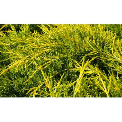 Juniperus media 'Gold Coast' 20-30 C2L