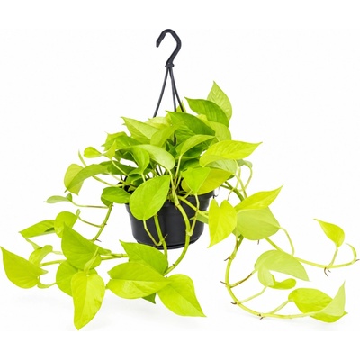 Gardners Epipremnum Neon (Golden Potos) - závěs, průměr 14-15 cm Šplhavník