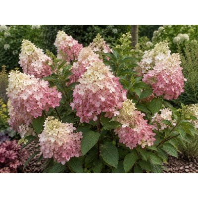 Hortenzie latnatá 'Dharuma'