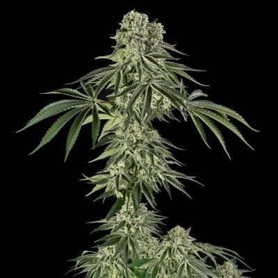 Silent Seeds Jamaican Mountain semienka neobsahujú THC 10 ks