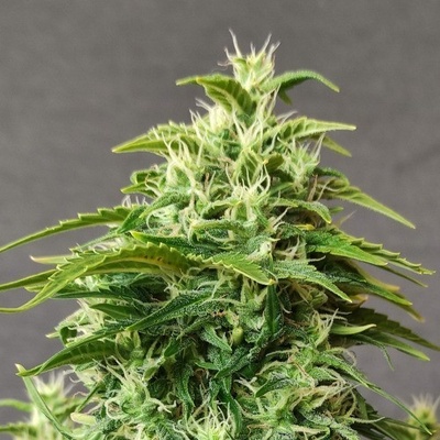 Doctor's Choice Chronic Ryder AUTO semena neobsahují THC 3 ks