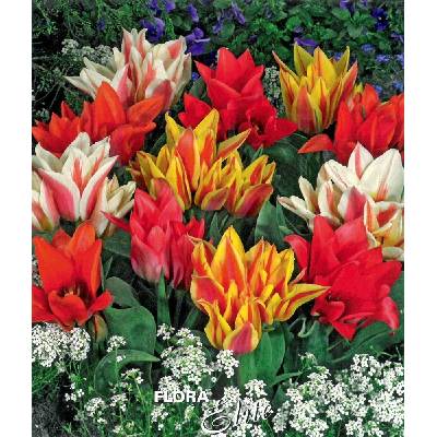 Tulipán vícekvětý Shortstemmed Mixed 10 ks 11/12