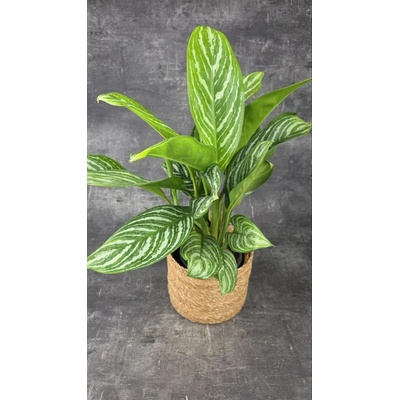 Aglaonema Stripes 17 cm