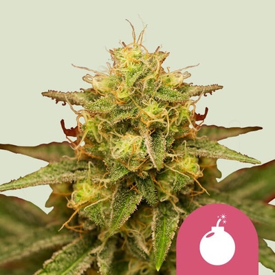 Royal Queen Seeds Royal Domina semienka neobsahujú THC 100 ks
