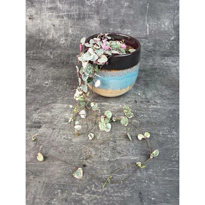 Ceropegia Variegata 12 cm (svícník, který miluje hodně sluníčka)