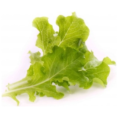 Veritable Вложка за семена Lingot листни зеленчуци дъб маруля (lingot-salata-debowa)