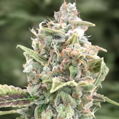 High Speed Buds Grateful Dead AUTO semena neobsahují THC 3 ks