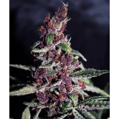 Ace Seeds Violeta semienka neobsahujú THC 1 ks