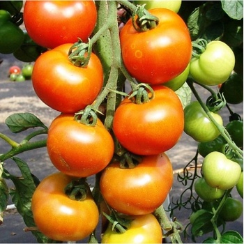 Paradajka Orkado F1 - Solanum lycopersicum - semená paradajky - 0,1 g