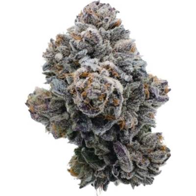Growers Choice Pink Glitterbomb semena neobsahují THC 5 ks