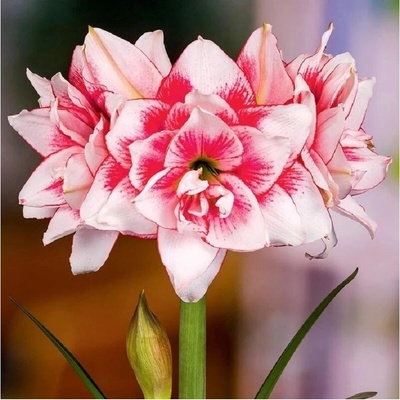 Hvězdník plnokvětý Elvas Hippeastrum cibule hvězdníku 1 ks