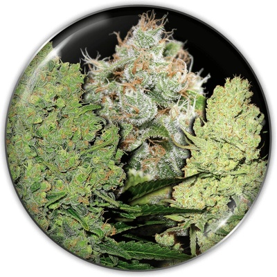 Medical Seeds Co. Collection 1 semienka neobsahujú THC 6 ks